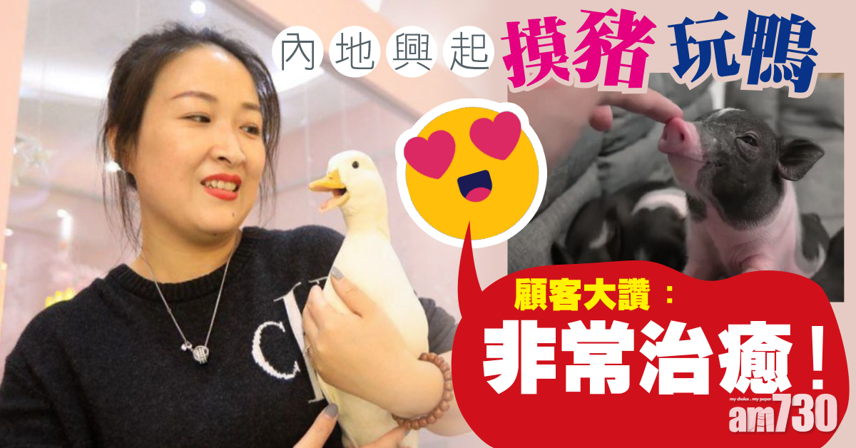 內地潮興摸豬玩鴨？顧客：好治癒