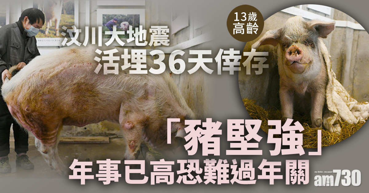 汶川活埋36天倖存 「豬堅強」年事已高恐難過年關