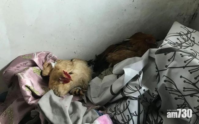 太想食走地雞鴨 杭州男狂偷39隻