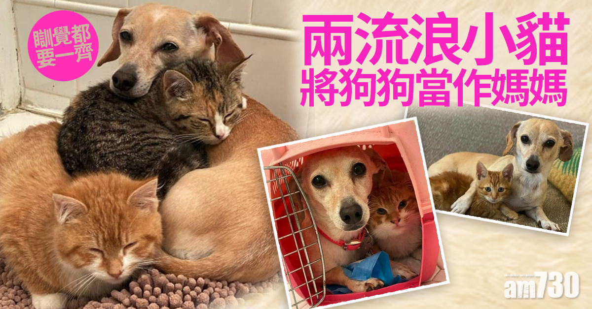 大愛｜狗狗成兩流浪小貓媽媽