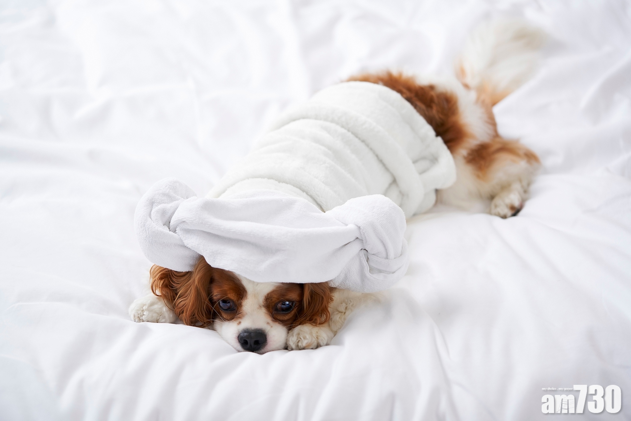 錫到你燶｜The Murray超豪毛孩住宿計劃