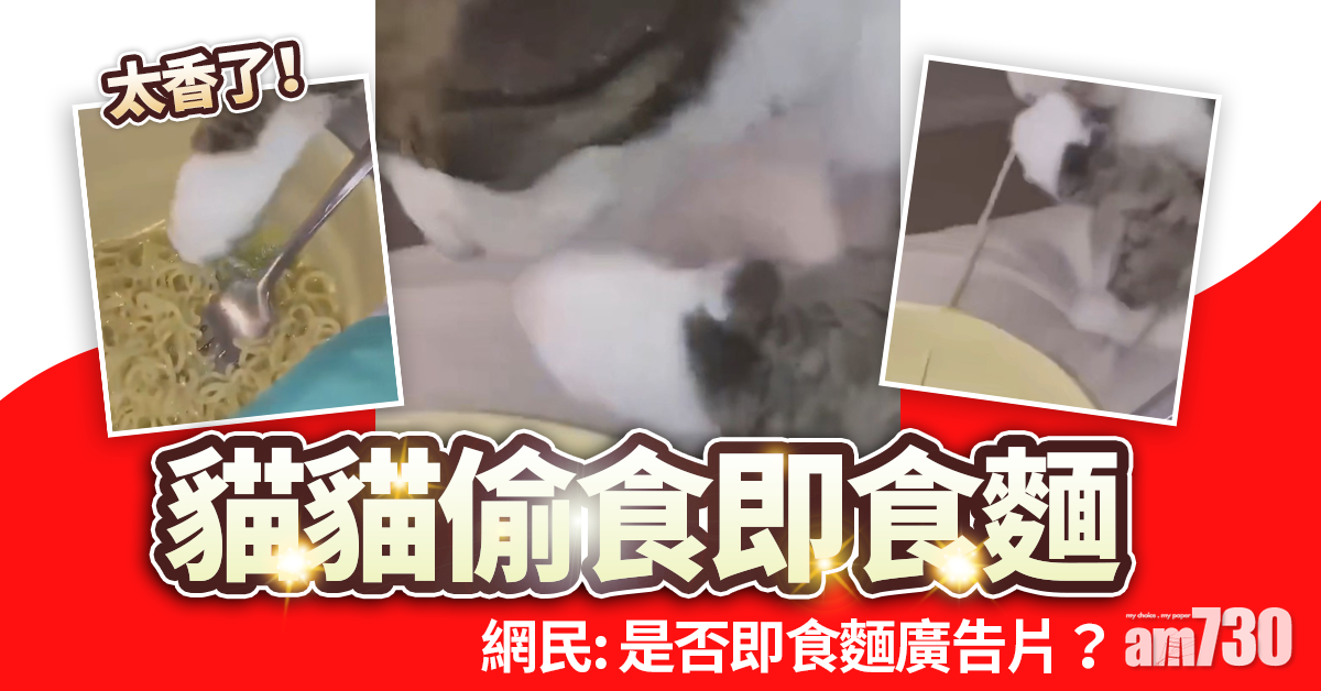 網上熱話｜貓偷食即食麵  網民︰是否廣告片？