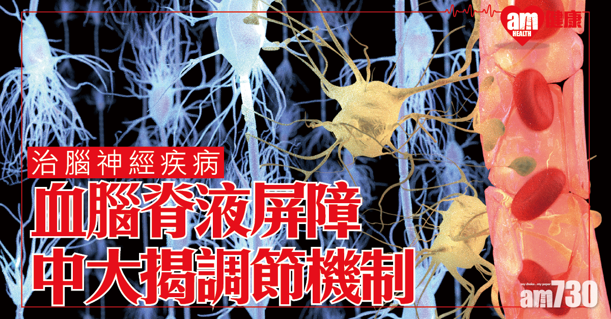 血腦脊液屏障│中大揭調節功能分子機制 助開發腦神經疾病療法