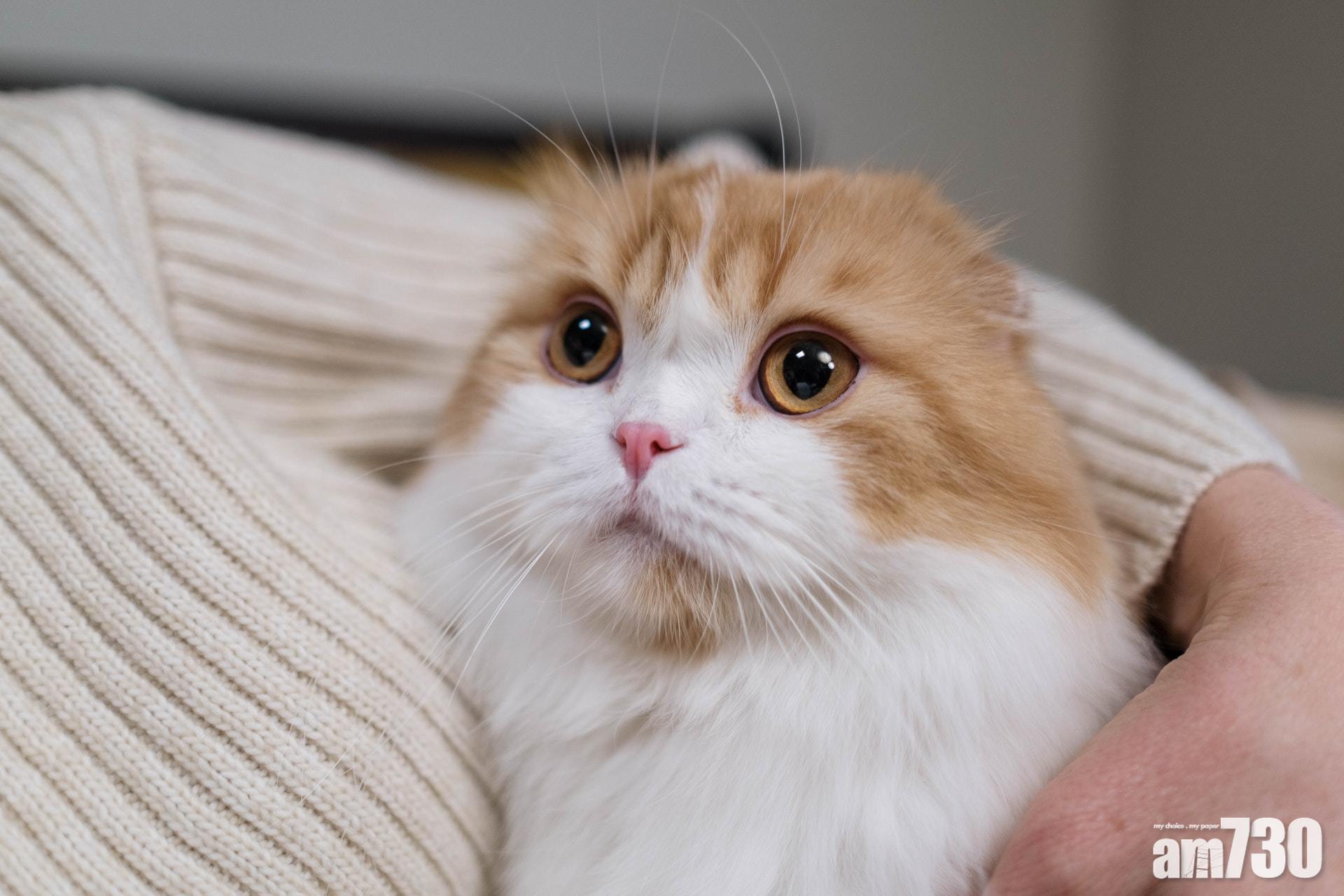 網上熱話｜領養要求每周家訪五次　網民恥笑：感覺想送養自己