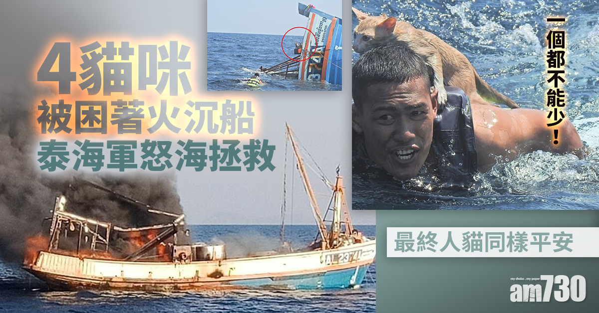 一個都不能少｜4貓咪被困著火沉船 泰海軍怒海拯救