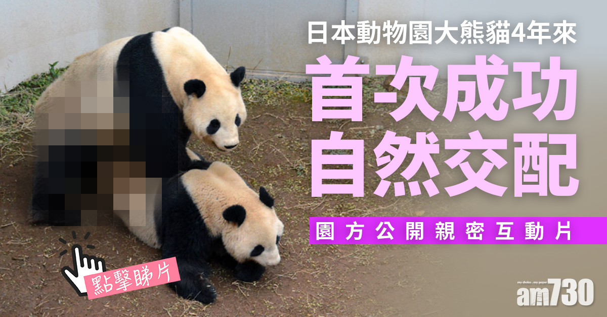 有片｜日本動物園大熊貓4年來首成功自然交配 園方公開親密互動片