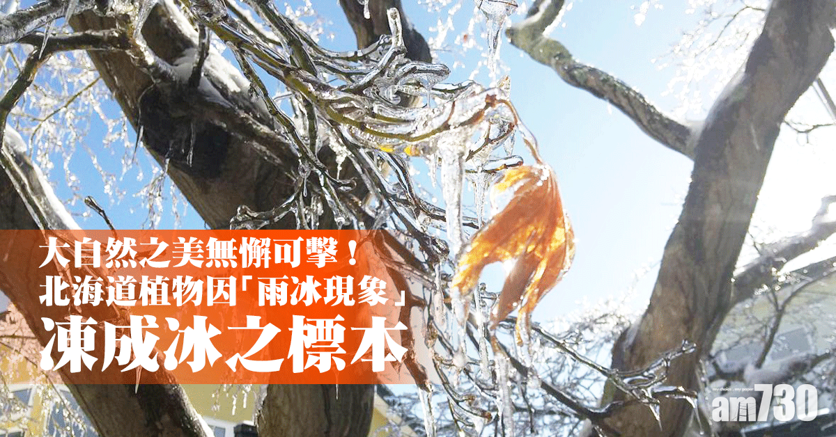 大自然之美｜北海道植物因「雨冰現象」凍成冰之標本