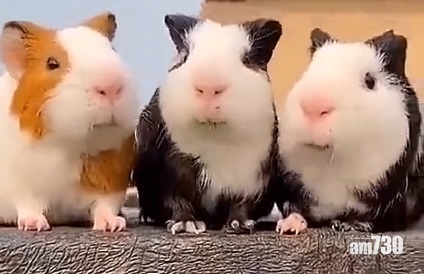 網上熱話｜3天竺鼠食兩條草  網民︰結局出人意表