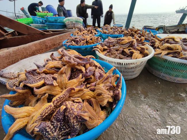 剿海星｜青島海星氾濫狂食蛤蜊 有養殖戶損失過百萬