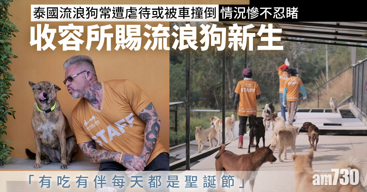 毛孩天地｜泰國收容所賜流浪狗新生 「有吃有伴每天都是聖誕節」