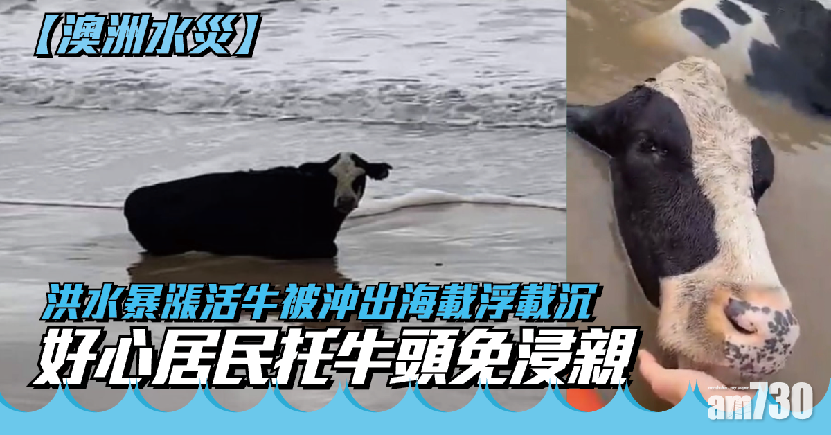 澳洲水災｜洪水暴漲活牛被沖出海載浮載沉  好心居民托牛頭免滅頂 