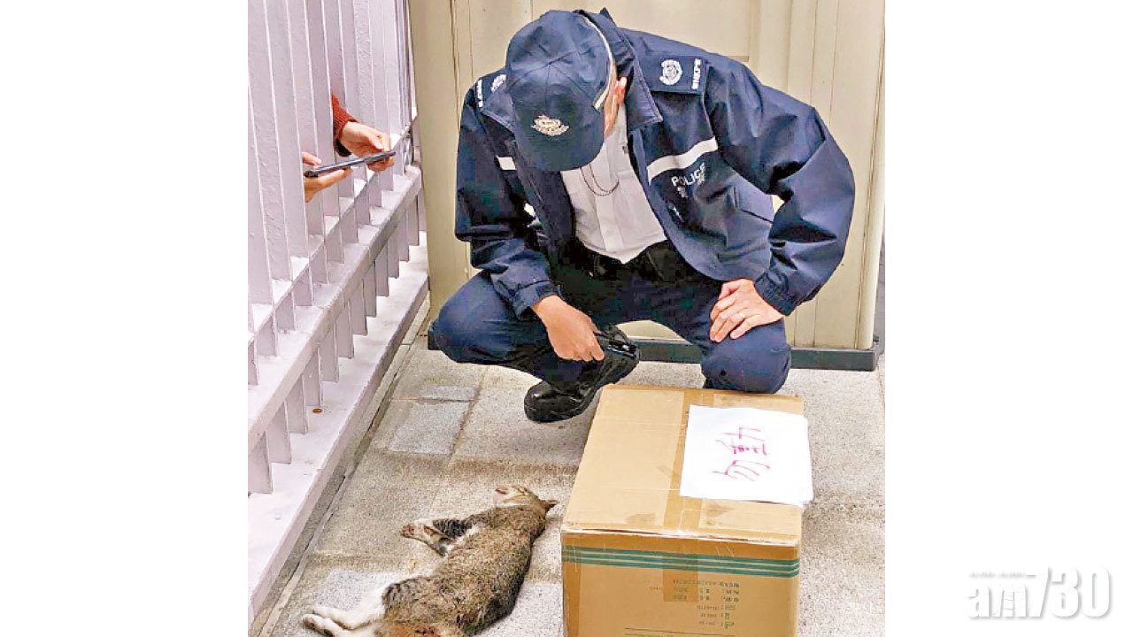 青衣運動場現4貓屍疑遭狗咬死