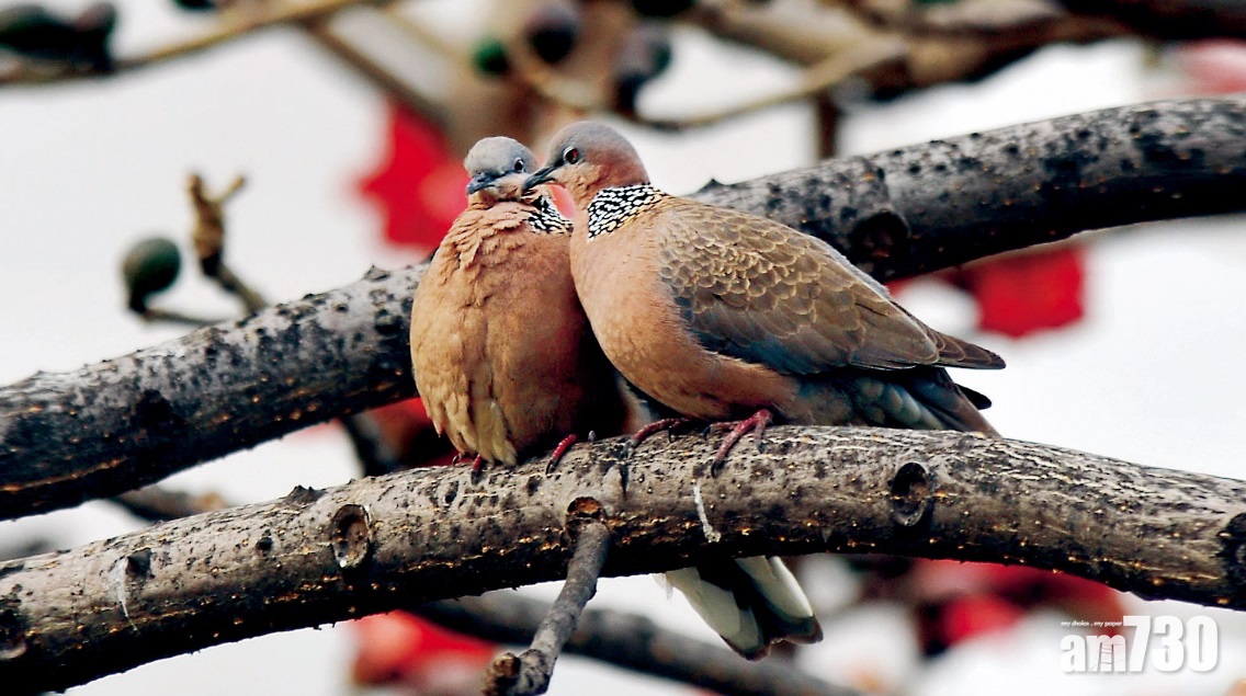 增進知識｜觀鳥會漁護署合作設計野鳥歌唱家海報  掃QR CODE聽雀鳥聲