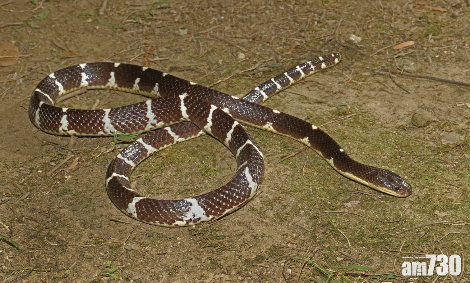 雲南發現新劇毒蛇 命名「素貞環蛇」
