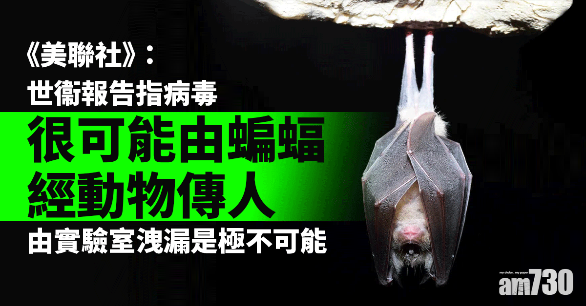 新冠肺炎｜《美聯社》：世衞報告指病毒很可能由蝙蝠經動物傳人