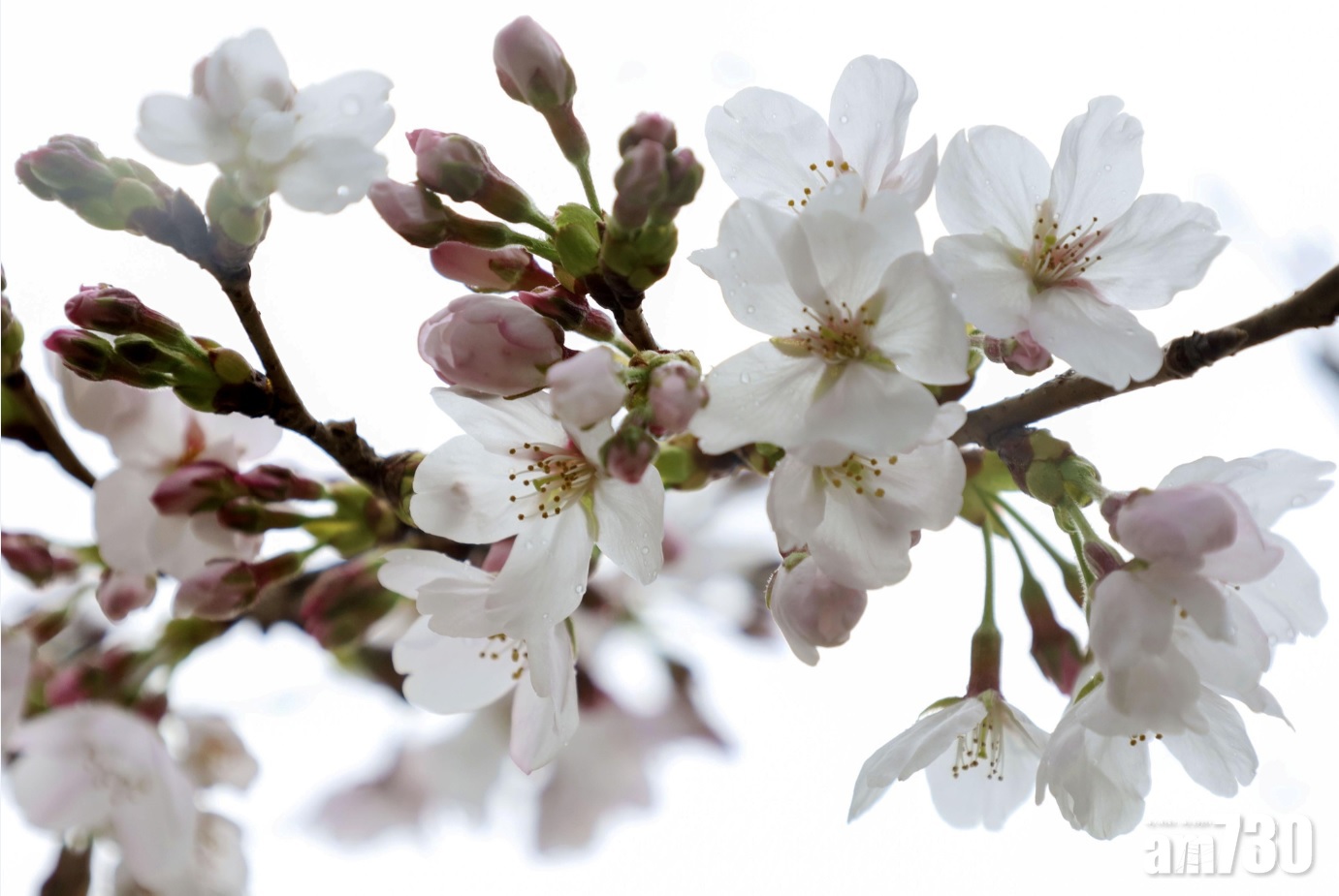 氣候暖化｜日本櫻花提早盛放 文獻記錄：京都逾1200年以來最早滿開