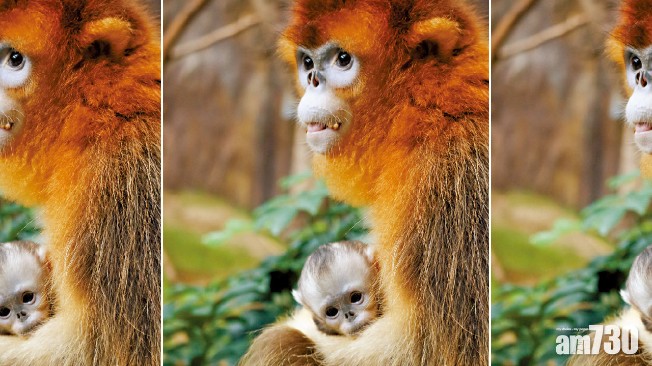 添新成員 24企鵝B 11月相繼破殼而出  港產川金絲猴寶成3月壽星