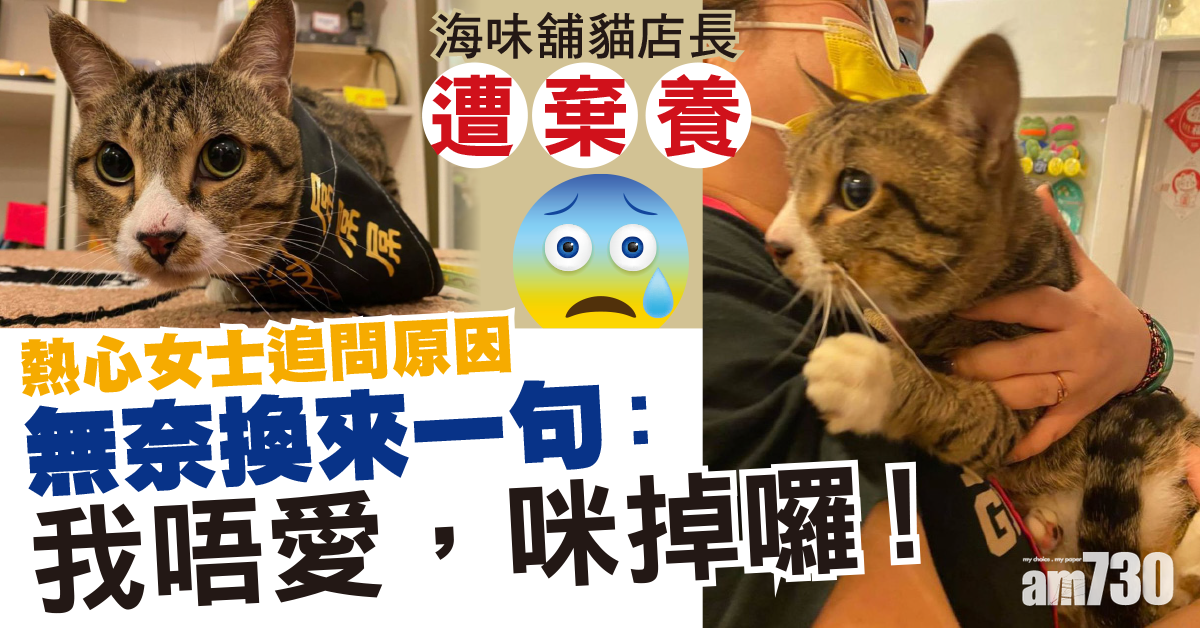 有片‧毛孩天地｜海味舖貓店長遭棄養　熱心女追問原因：我唔鍾意