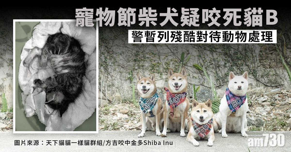 網上熱話｜寵物節柴犬疑咬死貓B　警暫列殘酷對待動物處理