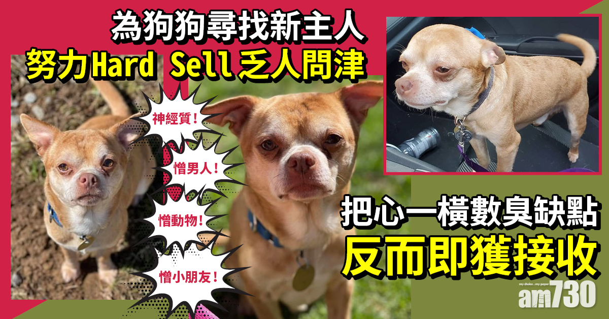 毛孩天地｜「地獄」芝娃娃憎男人憎細路 新澤西女出PO數臭反找到新主人