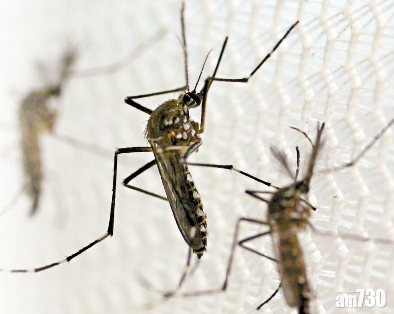 以蚊治蚊 美民眾怒斥如「恐襲」 10億隻「基因蚊」開始釋出