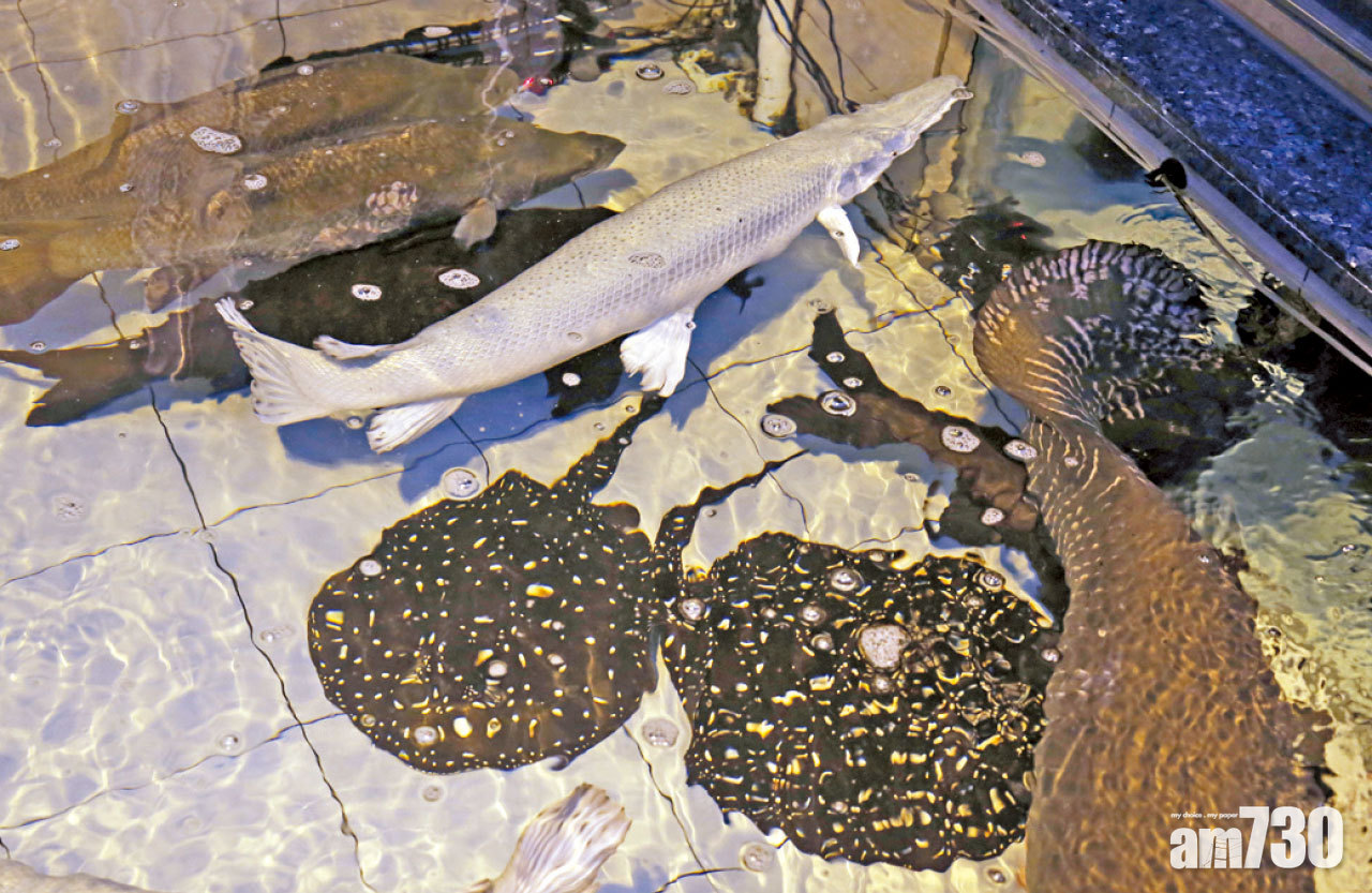 審計報告查漁護署管制瀕危物種 七成調查檢控逾年未完成