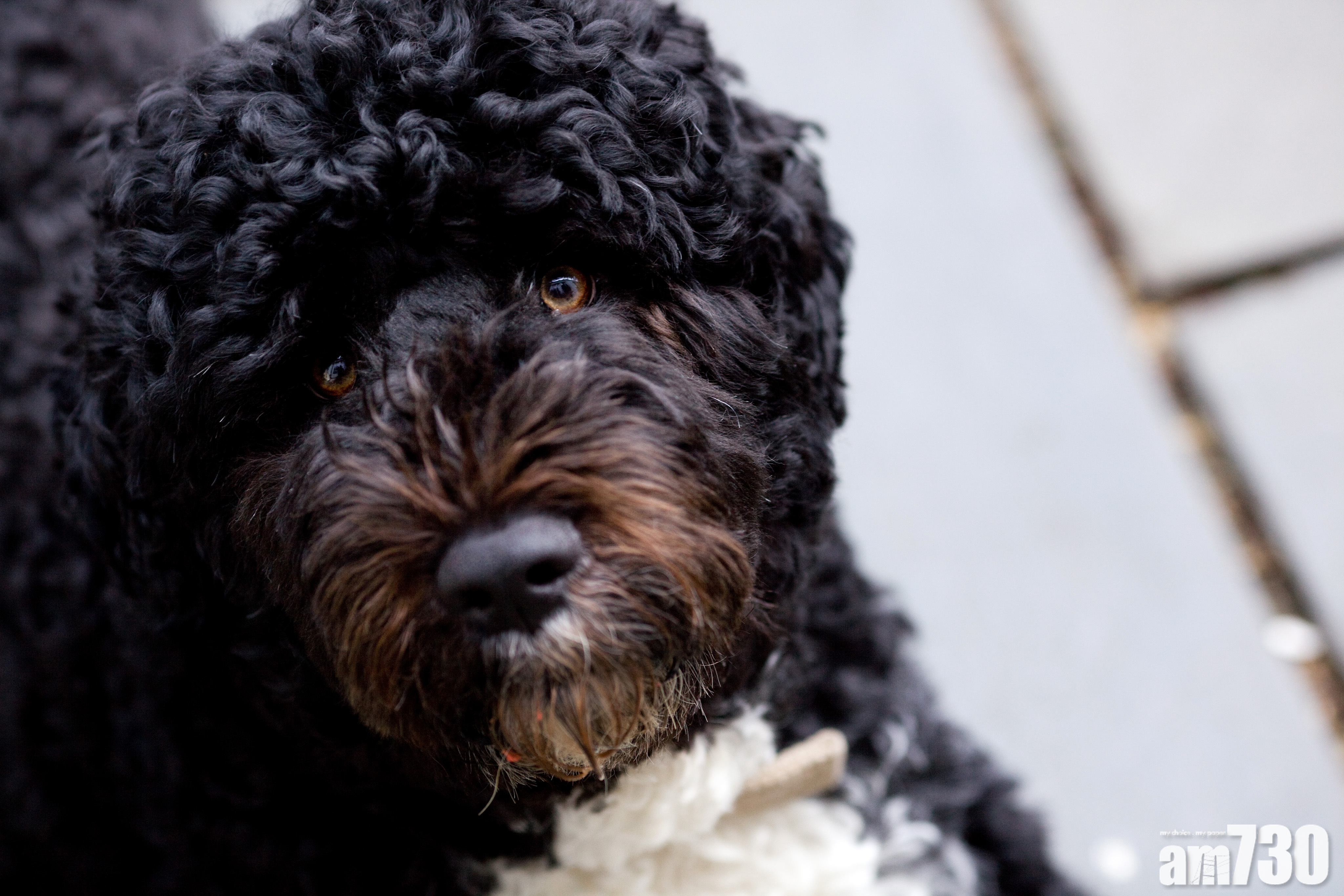 美國前第一狗「阿博」患癌病逝 奧巴馬發文悼念：一家痛失忠誠友伴