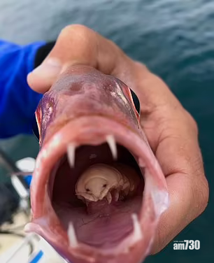 恐怖｜魚口裡驚現「異形」  寄生物食掉舌頭「鵲巢鳩佔」