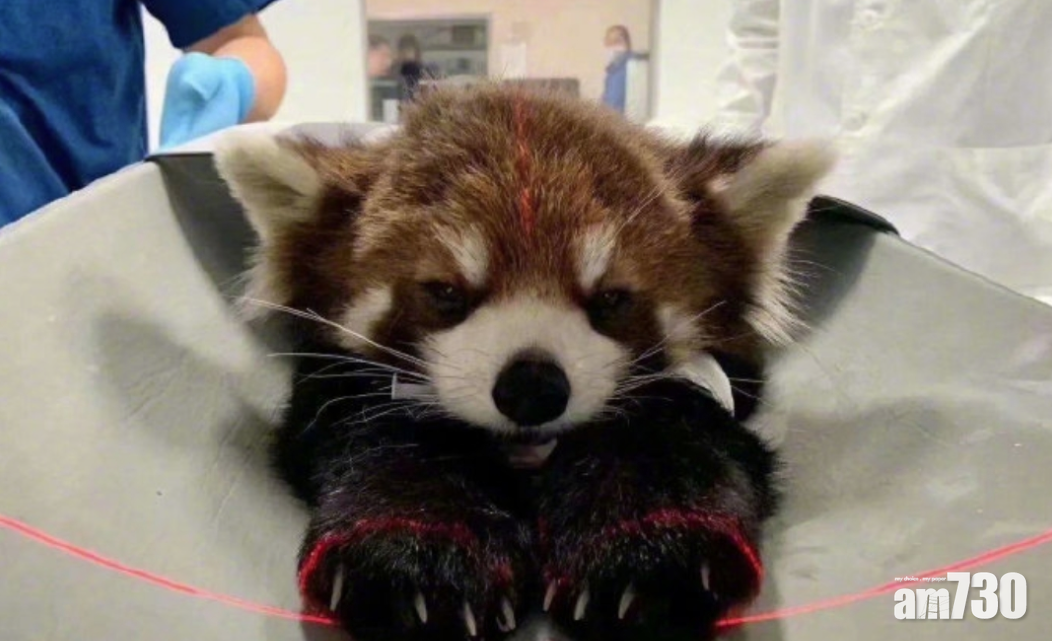 網上熱話｜小熊貓打架輸了要做磁力共振    網民︰尾巴變熊毛掃