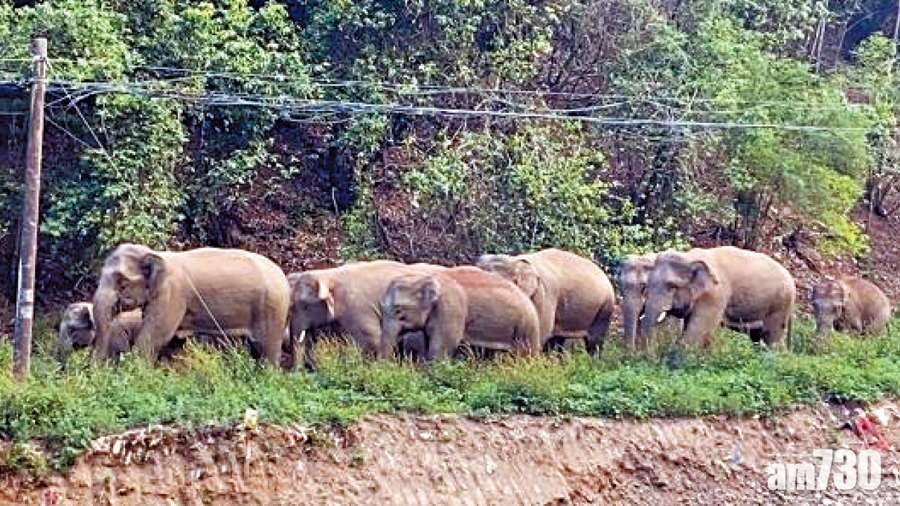 圖片新聞: 象群