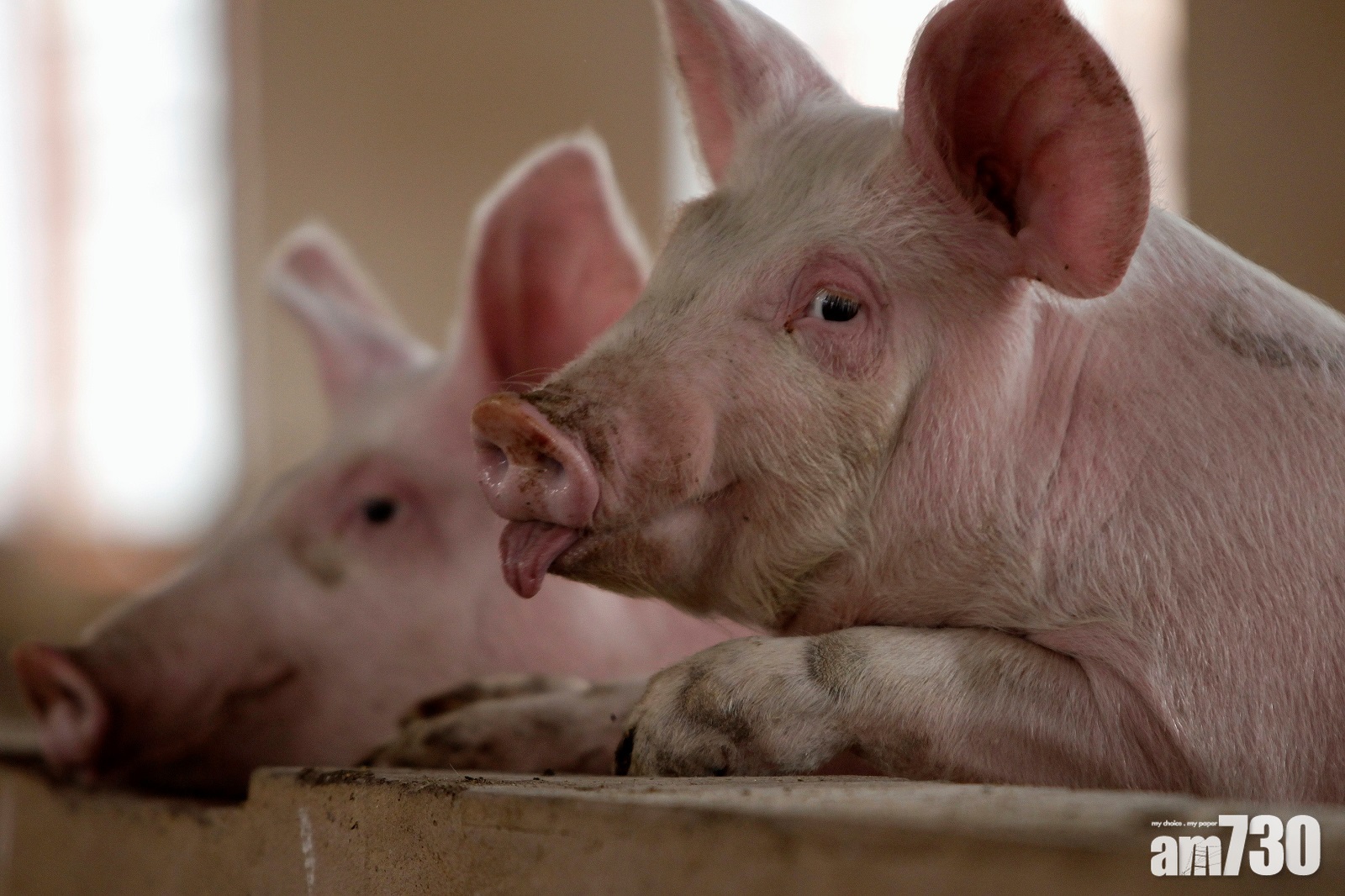 內地生豬價格續跌 豬農恐慌拋售：惡性循環