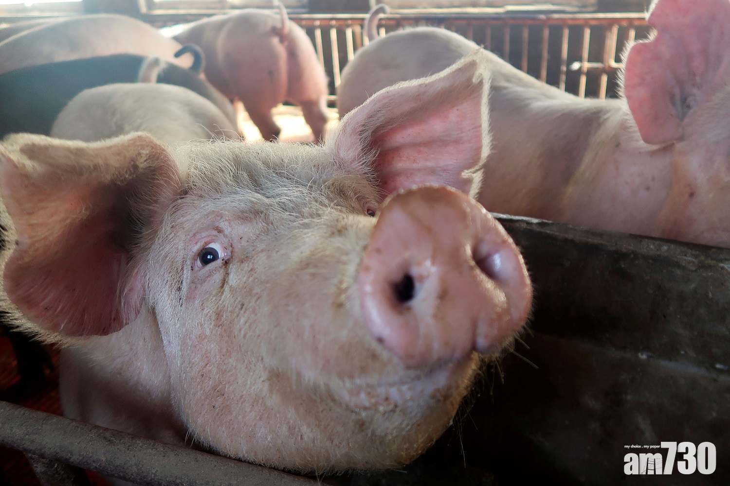 內地生豬價格繼續跌 政府準備收豬托市