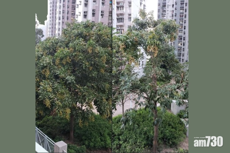 網上熱話｜疑有人為食果實折斷龍眼樹 網民：見到都心痛