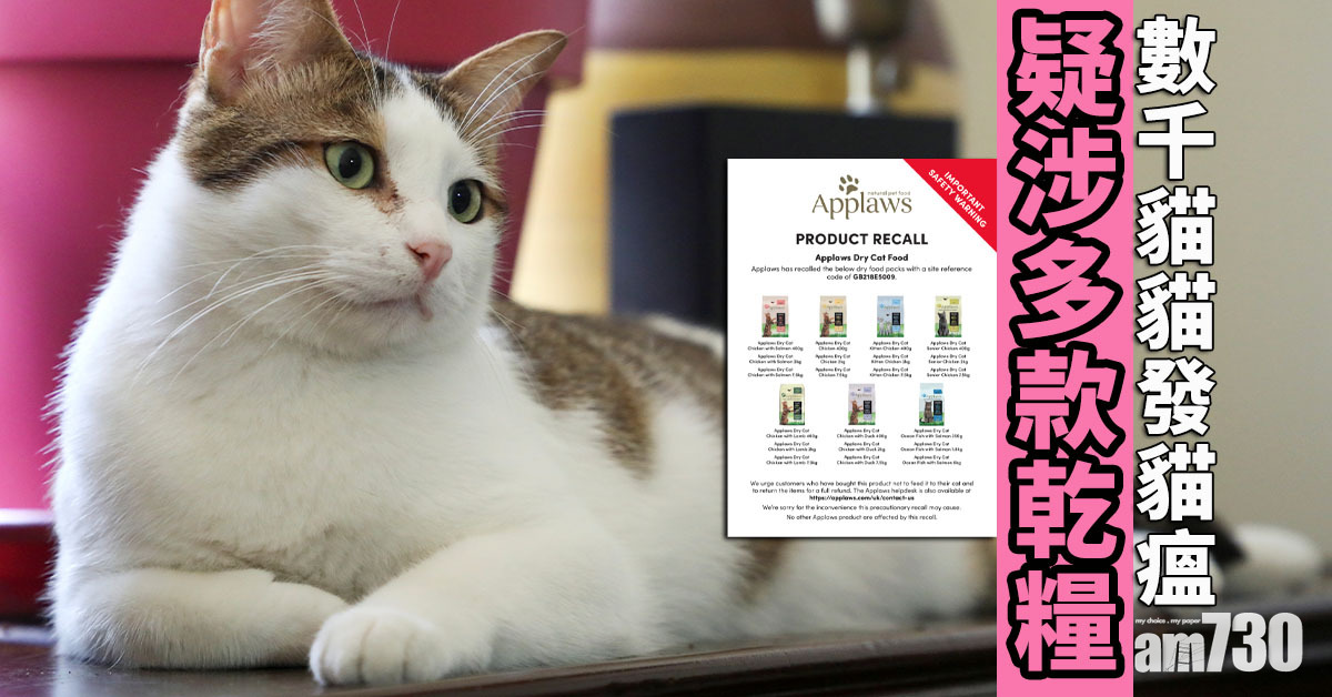 貓糧｜疑涉多款乾糧 數千貓「發貓瘟」逾330隻死亡 心碎貓主集體興訟
