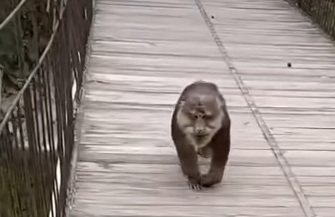 網上熱話｜猴子搶走遊客包包   網民︰兩個大男人不敵美猴王