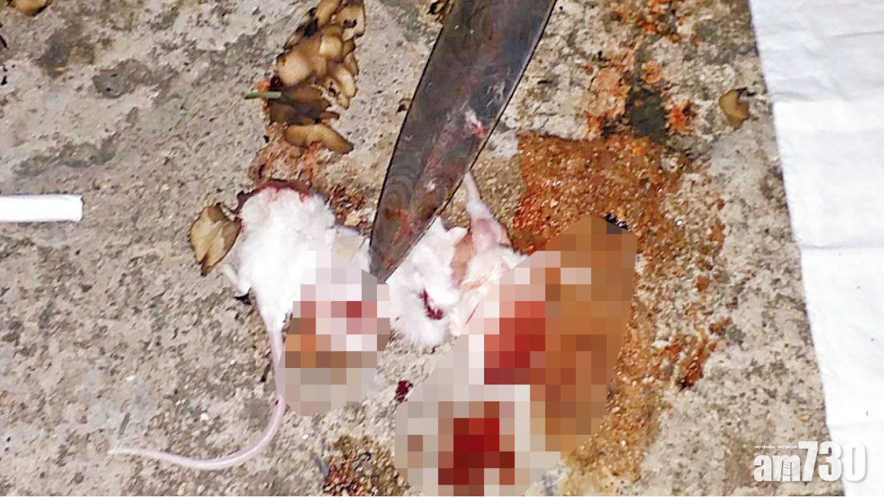 收兩萬 宰動物 施巫術 IG作招徠 警拘19歲青年 顧客或涉串謀