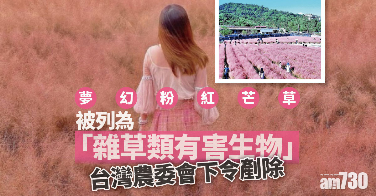 台灣誓剷除夢幻粉紅芒草 農委會下最後通牒