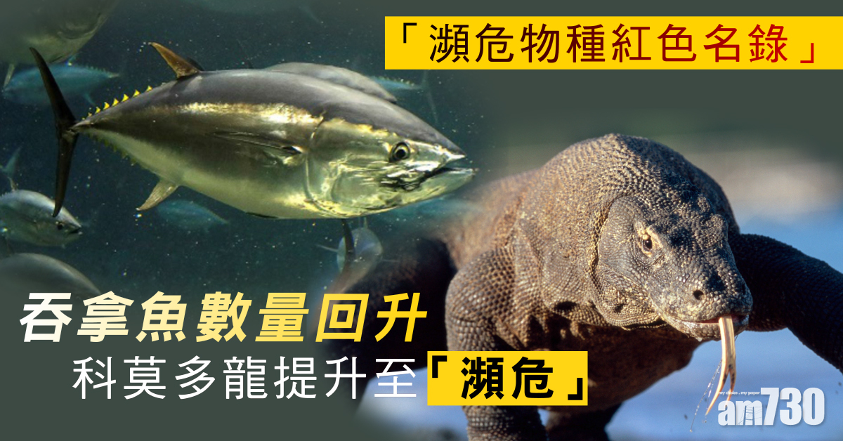 經10年保育吞拿魚數量回升 輪到鯊魚受絕種威脅