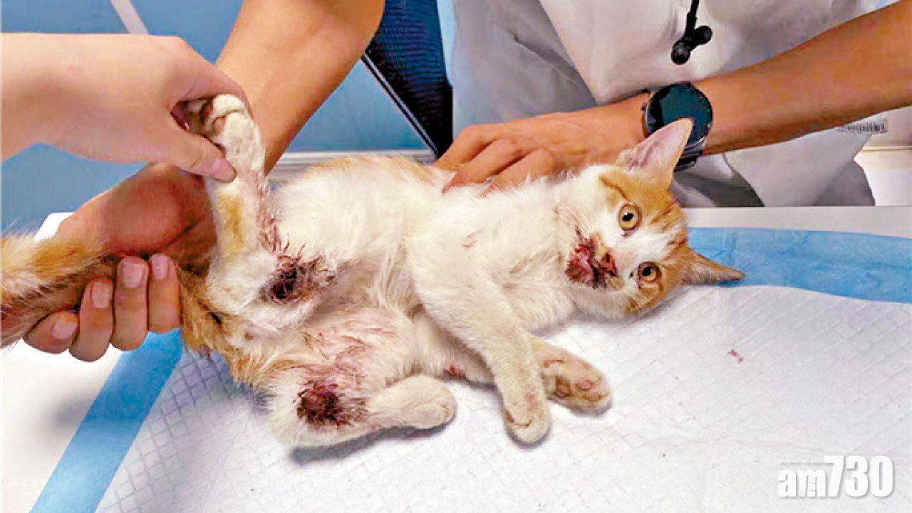 河南狂徒連虐兩貓遺煙頭 動物義工：疑故意留線索