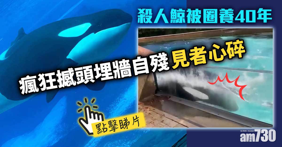 有片｜「世上最孤獨殺人鯨」被圈養40年 瘋狂撼頭埋牆自殘 見者心碎
