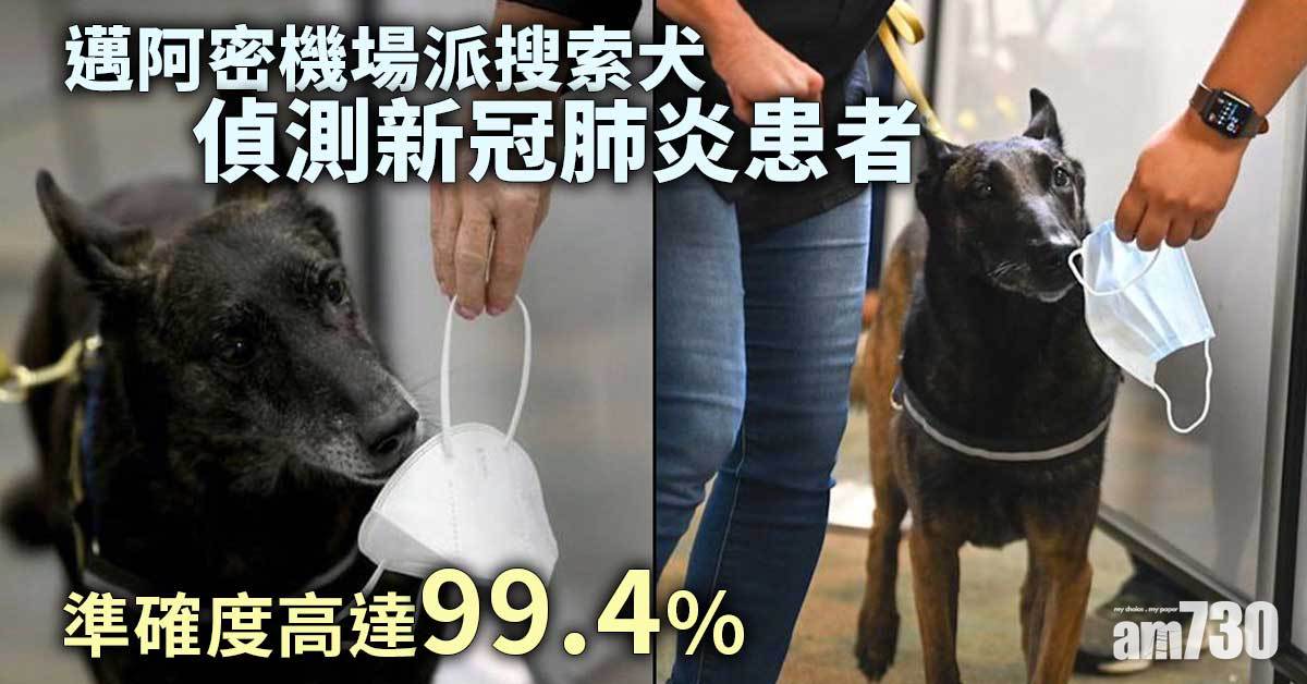 新冠肺炎｜邁阿密機場派搜索犬偵測患者  準確度高達99.4%