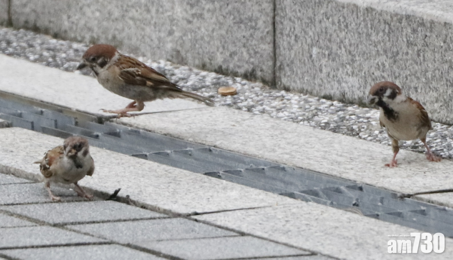香港觀鳥會全港麻雀普查推算僅21萬隻 創近年新低