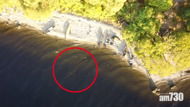 有片｜尼斯湖水怪重現被踢爆造假  片主靜雞雞將影片下架