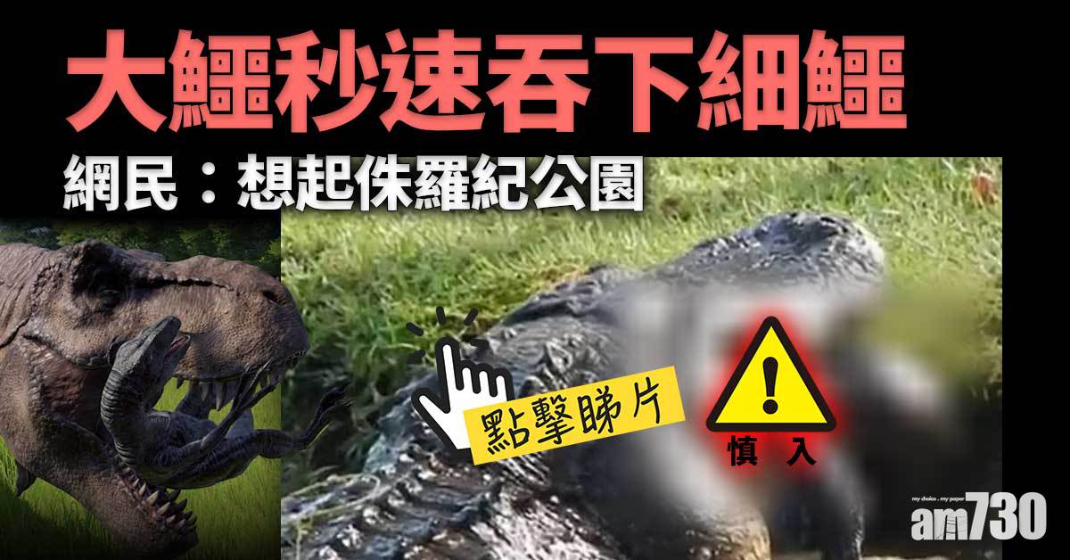 有片｜大鱷秒速吞細鱷落肚  網民嚇親：佢啲胃酸好勁！