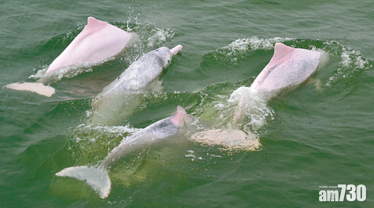 20項生物多樣性目標港僅6項「部分達標」 環團：全靠大面積郊野公園