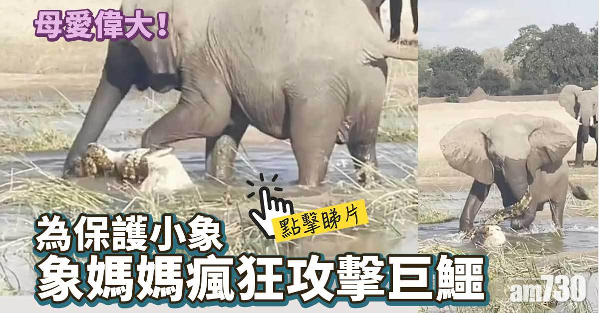 有片｜為保護小象 象媽媽瘋狂攻擊巨鱷