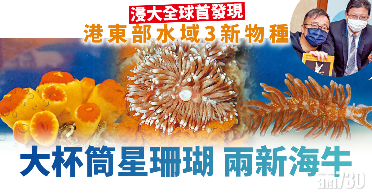 浸大全球首發現 港東部水域3新物種 大杯筒星珊瑚 兩新海牛