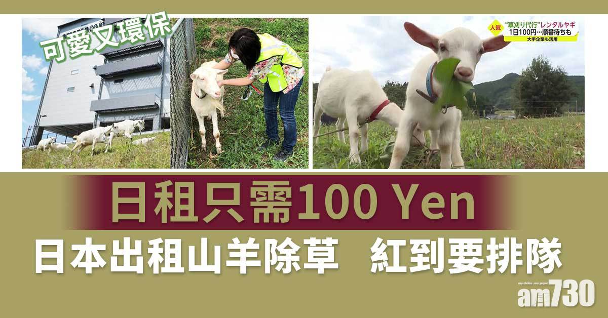 慳水慳力環保又療愈 日本除草山羊日租6.8元