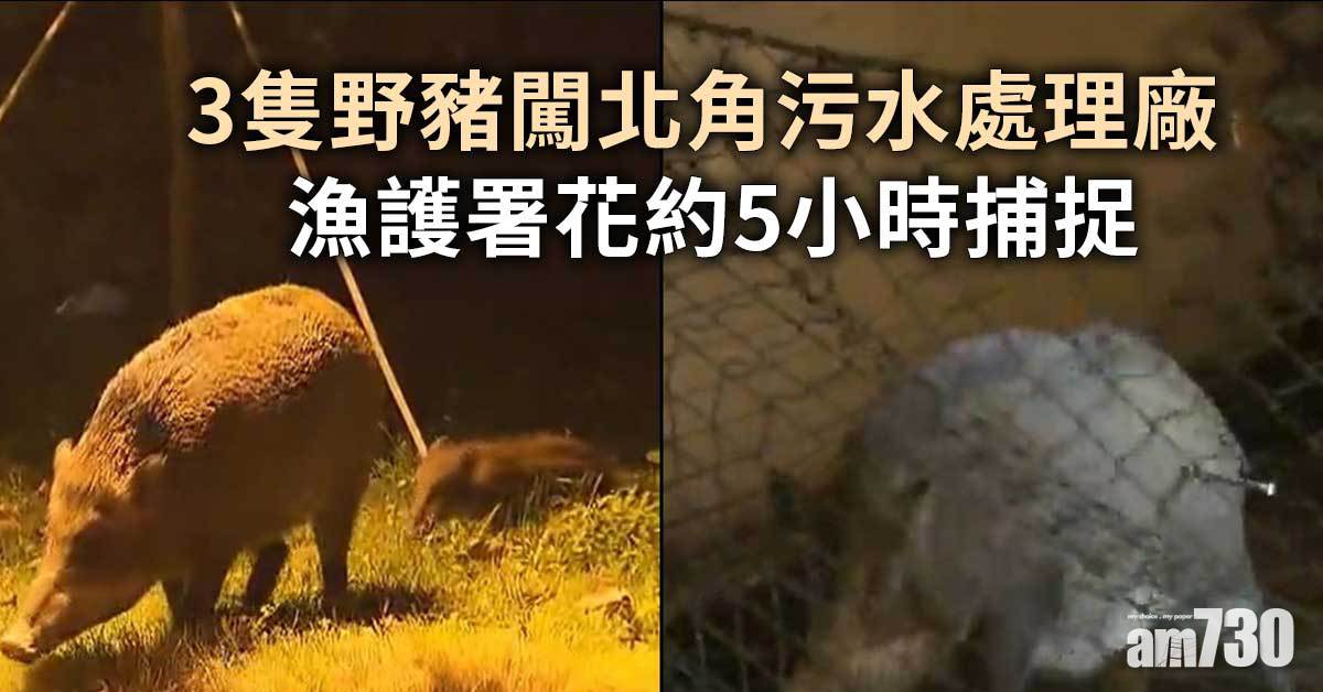 3隻野豬闖北角污水處理廠  漁護署花約5小時捕捉