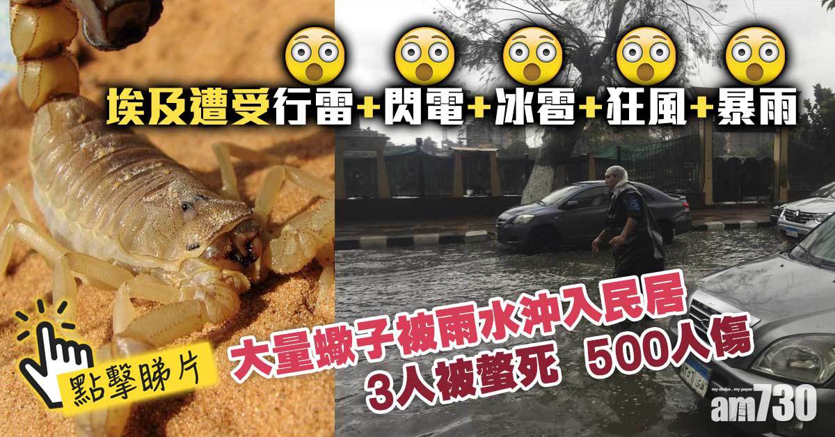 有片｜埃及大量蠍子被雷暴雨沖入民宅  3人遭螫死500人傷